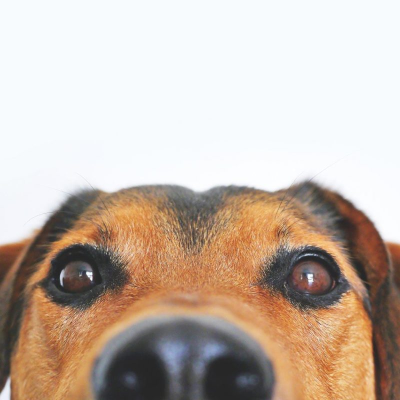 What are the Best Pet-Friendly Security Systems